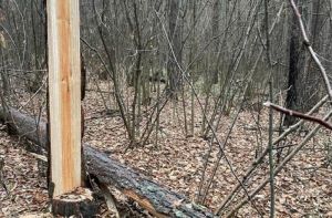 В Пензенской области выявили незаконную рубку сосны