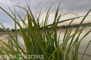 Пензенцу ответили на вопрос о состоянии пруда в микрорайоне Арбеково