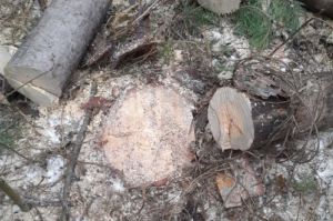 Житель Пензенской области ответит за то, что незаконно срубил сосну
