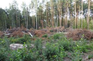 В Пензенской области выявлено 13 нарушений лесного законодательства