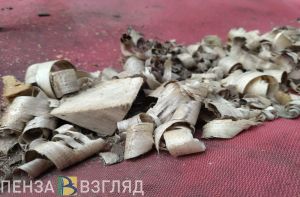 Житель Пензенской области украл стволы деревьев на 80 тысяч рублей