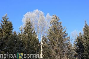 Морозно и без осадков: прогноз погоды в Пензенской области на 29 ноября