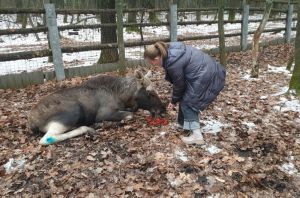 В Пензенской области спасли раненого истощенного лося