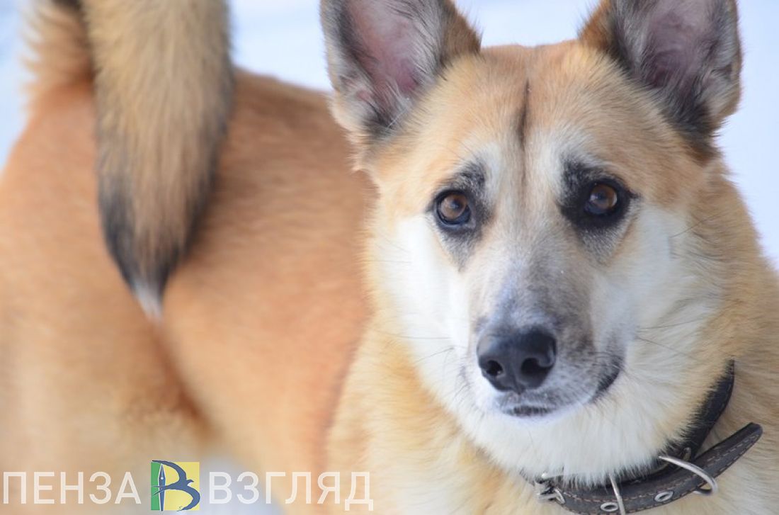Пензастат рассчитал среднюю цену приема у ветврача