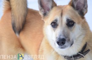 В Бессоновском районе служебная собака нашла босоногого вора