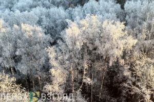 Житель Городищенского района рубил деревья на территории ботанического памятника природы