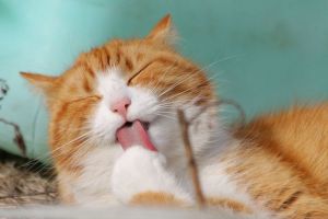 Пензенцы с аллергией на кошек получат возможность избавиться от нее