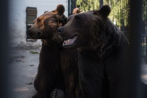 За 4 года в Пензенской области зафиксировано 25 случаев пребывания медведя