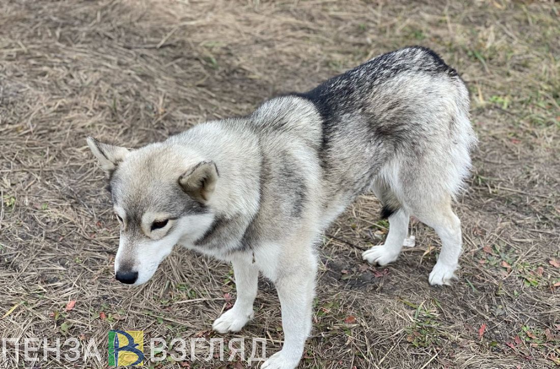 Для бездомных животных в Пензе собирают теплые пледы и лекарства