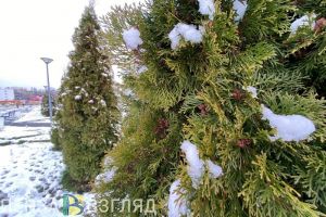 Небольшой снег и морозец ожидаются в Пензенской области в пятницу