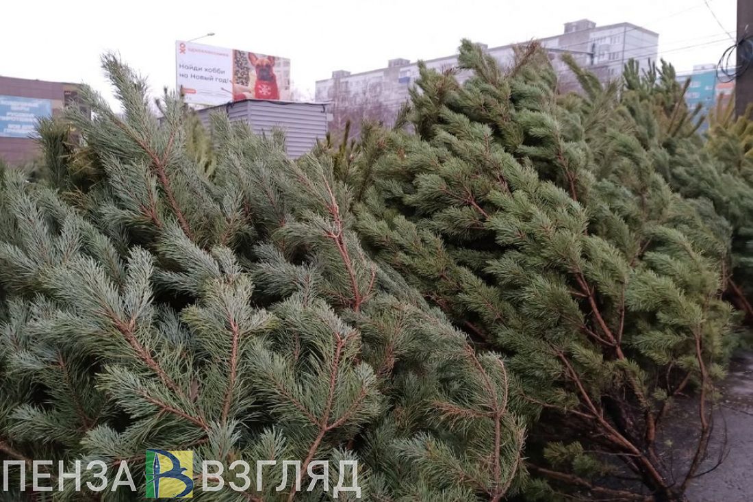 Пензенцам показали, какая новогодняя елка быстрее сгорит