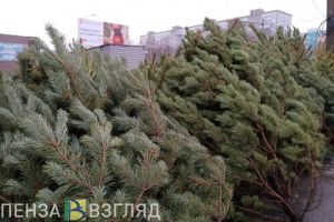 Пензенцам показали, какая новогодняя елка быстрее сгорит