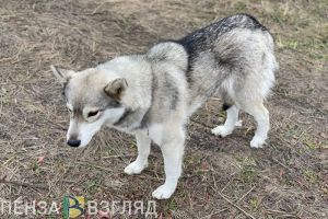 Пензенцам рассказали, как организовать площадку для выгула собак