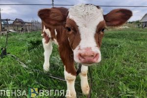 В Пензенской области сократилось поголовье крупного рогатого скота
