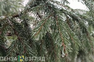 Пензенцев предупредили об ответственности за незаконно добытые елки