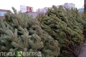Пензенцам рассказали, когда лучше покупать живую ель и как ее выбирать
