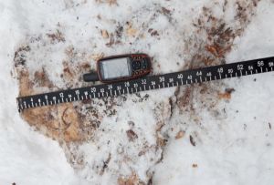 Житель Пензенской области нарубил дров на 3 миллиона рублей