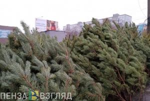 Как после новогодних праздников пензенцы могут отдать елку на переработку