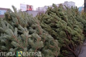 Пензенцам предлагают после Нового года сдать елки на переработку