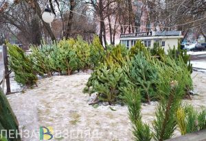 Живая или искусственная: пензенцам рассказали, какую елку покупать на Новый год