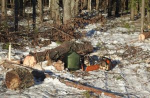 В Пензенской области незаконно заготовили древесину на 583 тысячи рублей