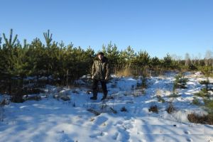 Стало известно, сколько пензенцев попытались добыть елки незаконно