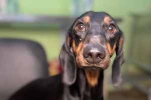 В Пензе ищут друга для таксы, хозяин которой скоропостижно скончался