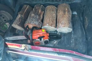 В Кузнецком районе злоумышленник срубил сосну