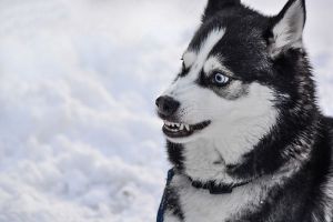 Зареченская прокуратура проверит факты нападения бродячих собак на людей