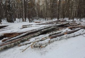 В Пензенской области возбудили два дела по факту неправильной заготовки древесины