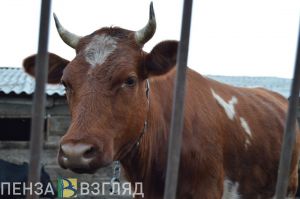 Пензенская область – лидер в ПФО по продуктивности коров молочного стада