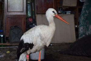 Награжден сердобский ветврач, спасший аистенка