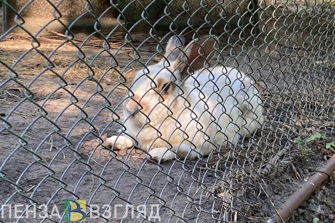 Прокуратура устранила нарушения, которые угрожали жизни кроликов в мини-зоопарке Каменки