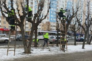 Горожанам объяснили, зачем в Пензе зимой стригут деревья