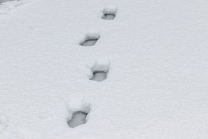 Найден пропавший в начале января 41-летний житель Пензы