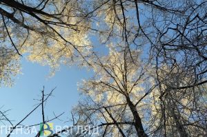Стало известно, где в Пензенской области активнее всего ведется лесовосстановление
