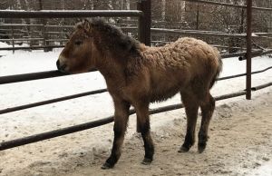 В Пензенском зоопарке появилось новое краснокнижное животное