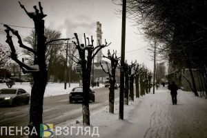 Басенко поручил изучить опасность, исходящую от разросшихся деревьев