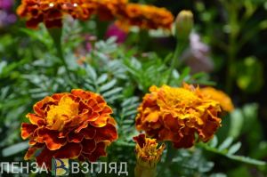 В Пензе на рассаду цветов готовы потратить более 5 млн рублей