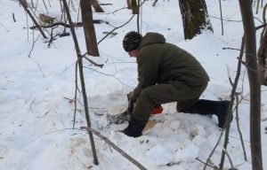 В Пензенской области выявили три факта незаконной рубки деревьев