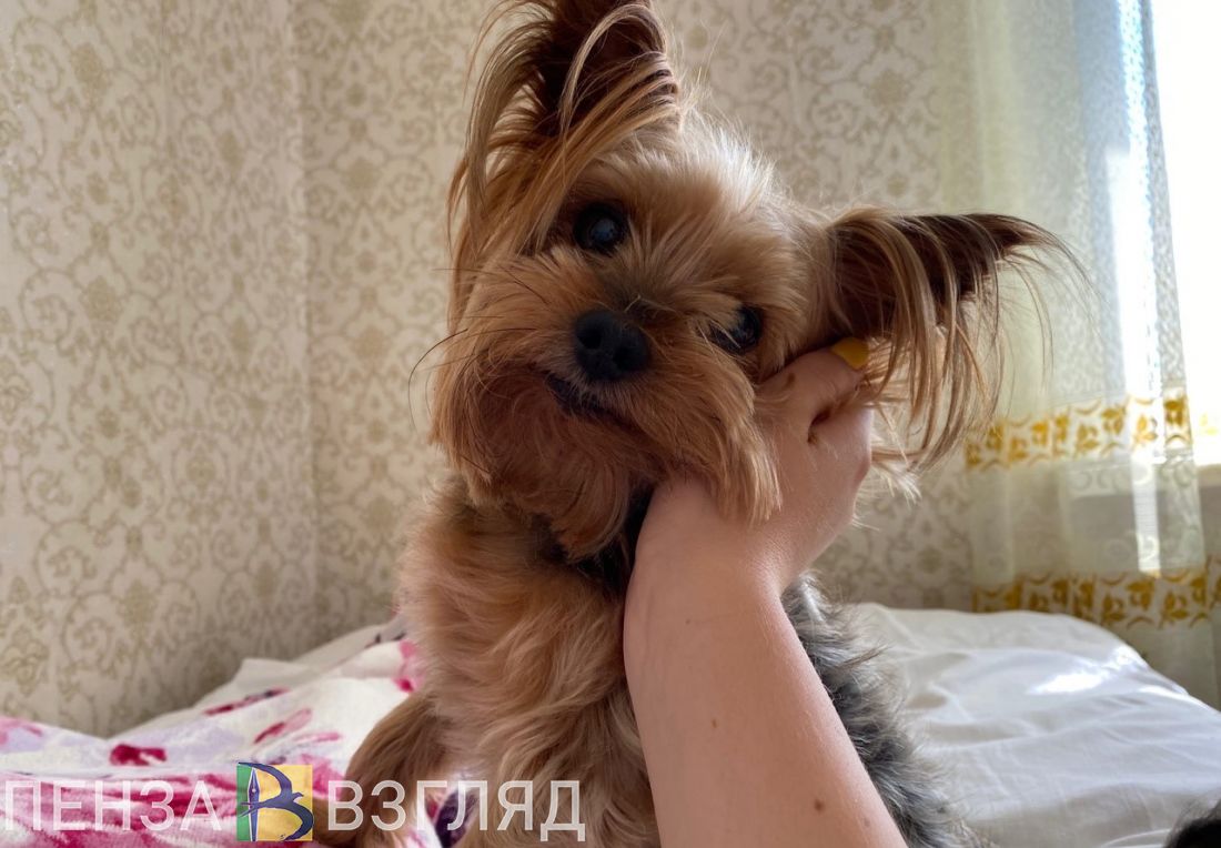 Перечислены животные, которых пензенцам нельзя держать дома