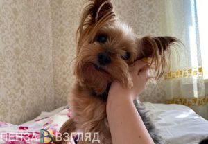 Перечислены животные, которых пензенцам нельзя держать дома
