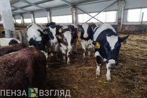 За сваленный где попало навоз пензенцев смогут штрафовать