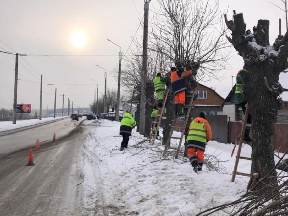 В Пензе за сутки выполняется кронирование порядка 60 деревьев