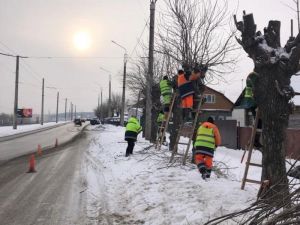 В Пензе за сутки выполняется кронирование порядка 60 деревьев