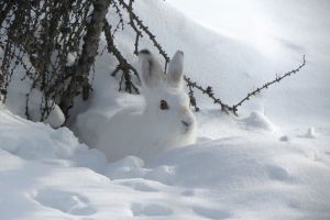 В Пензенской области утверждены новые нормы добычи охотничьих ресурсов