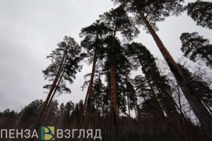 В пензенской лесополосе поймали саратовца с кокаином