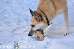 Спикер пензенской Гордумы пообещал увеличить число мест для бездомных животных в приютах