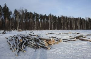 В Пензенской области выявили 13 нарушений лесного законодательства