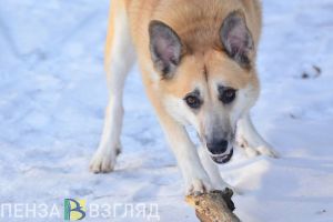С 1 марта пензенцев будут защищать от бездомных собак по новым правилам